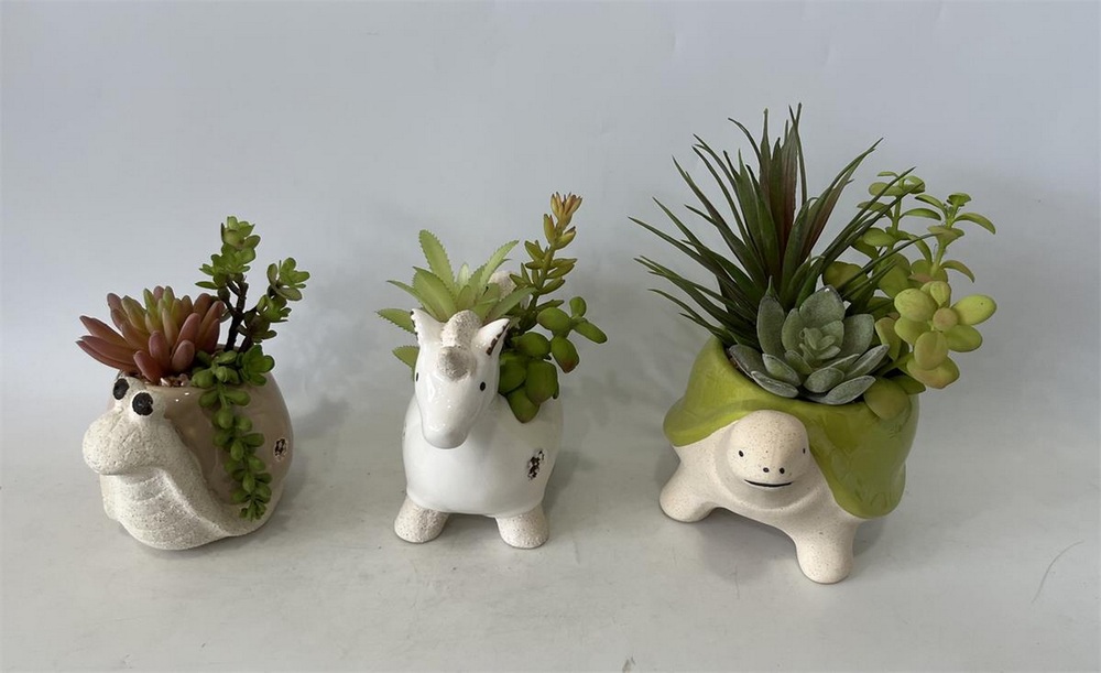 Botanical succulent