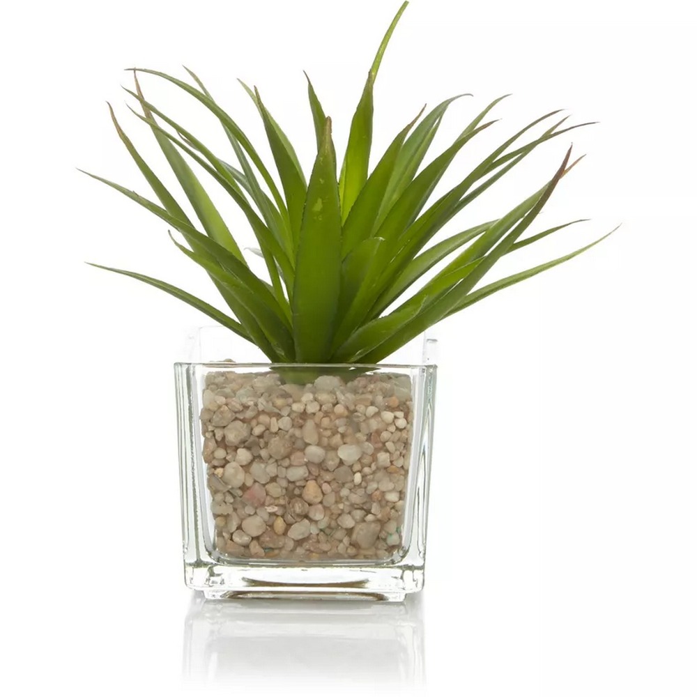 Botanical succulent