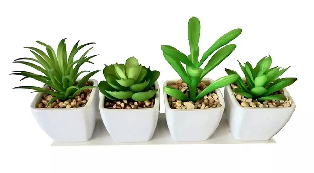 Botanical succulent