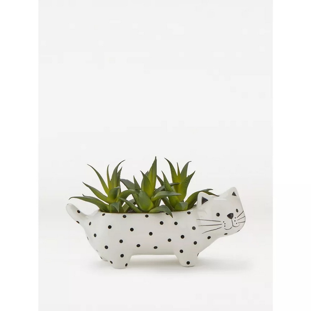 Botanical succulent
