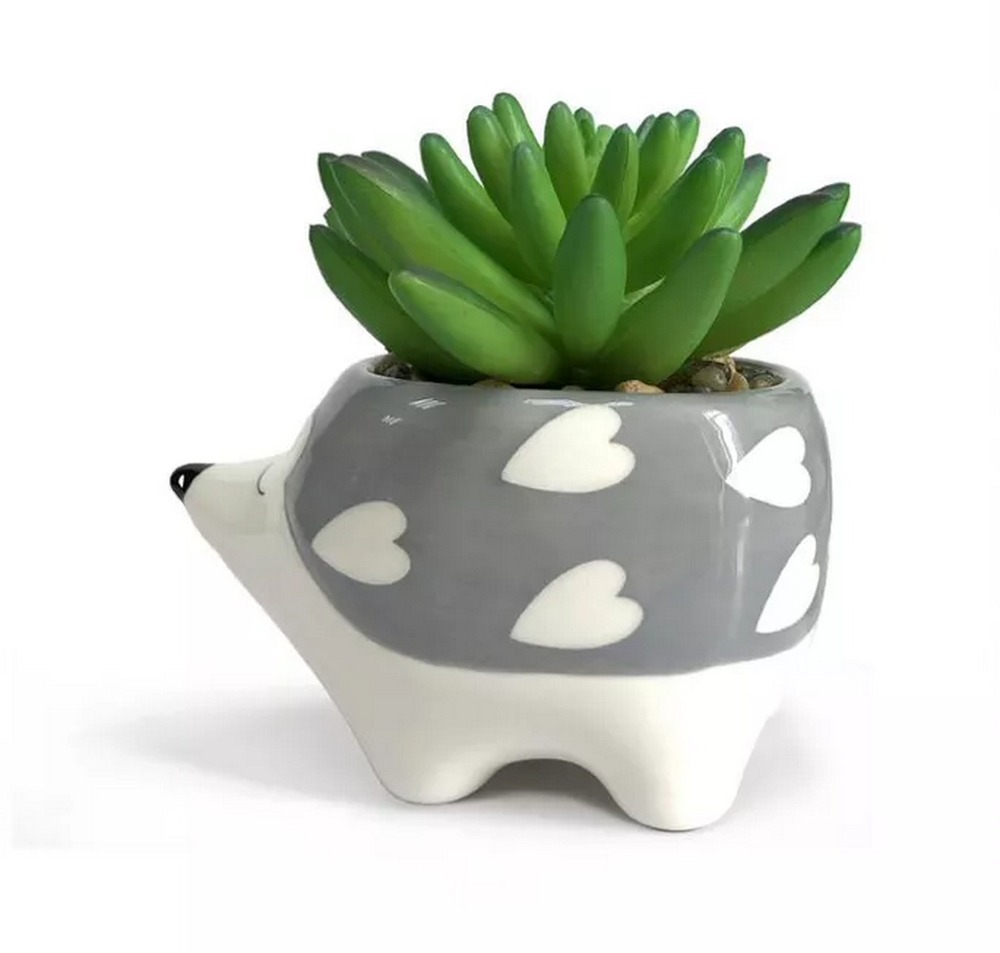 Botanical succulent