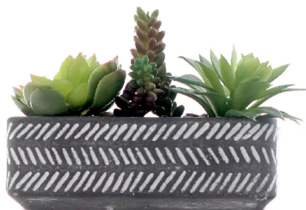 Botanical succulent