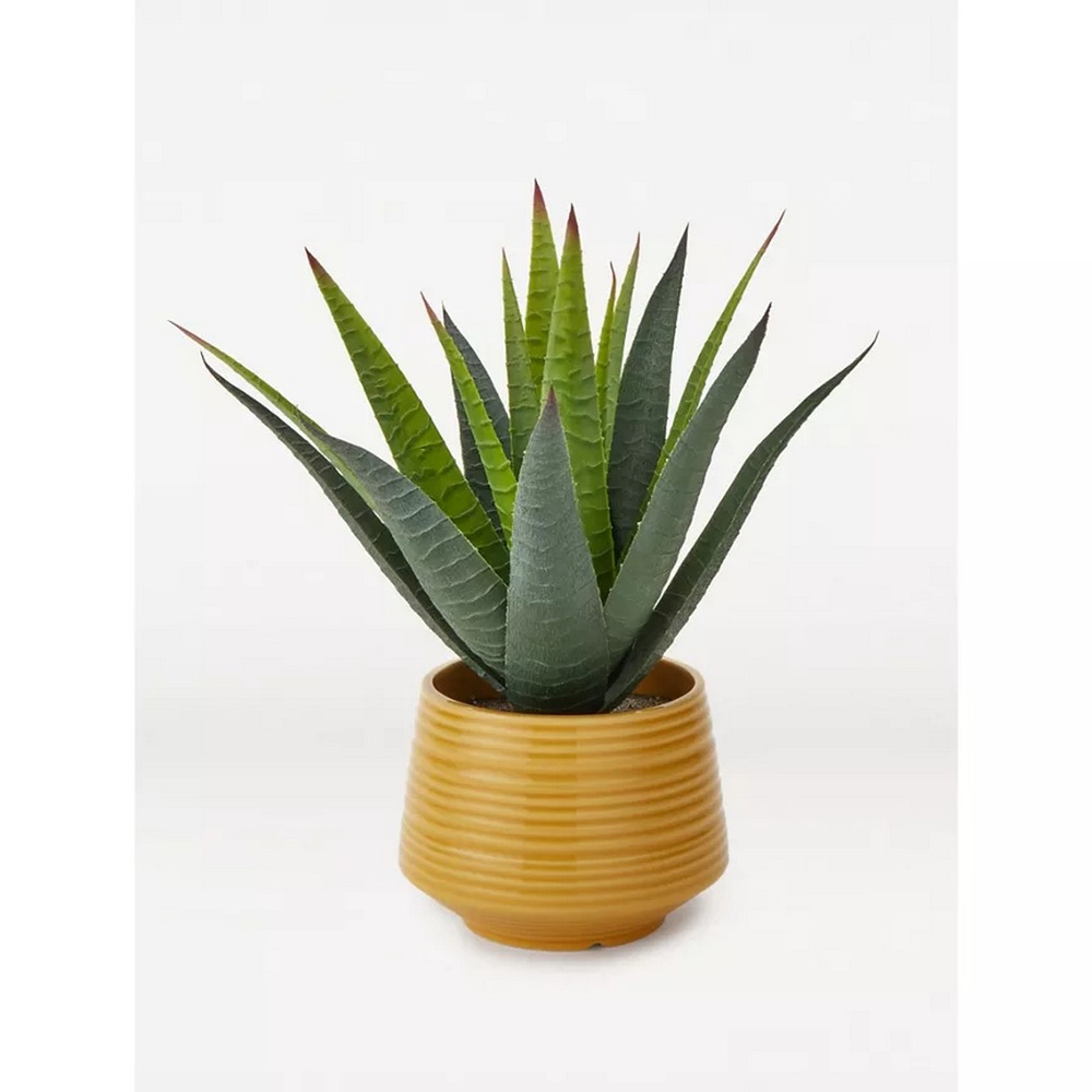 Botanical succulent