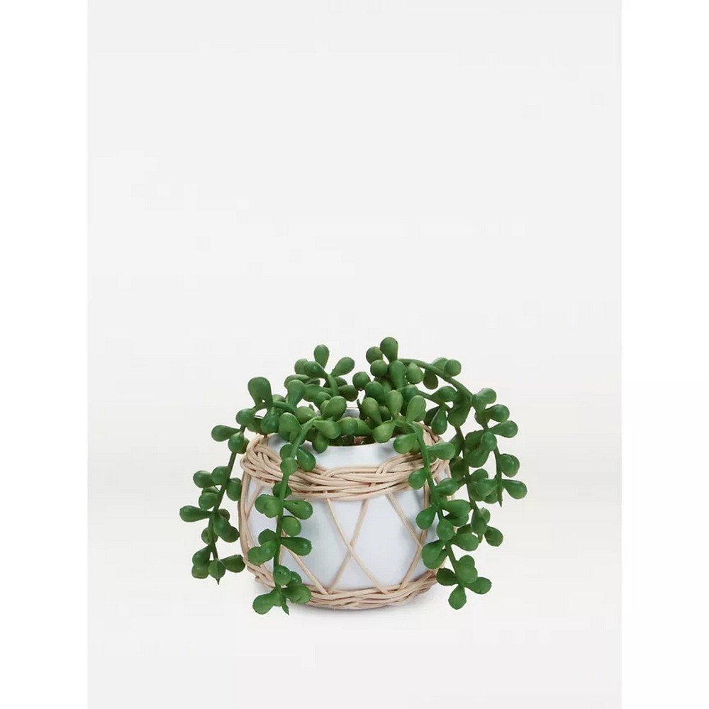 Botanical succulent