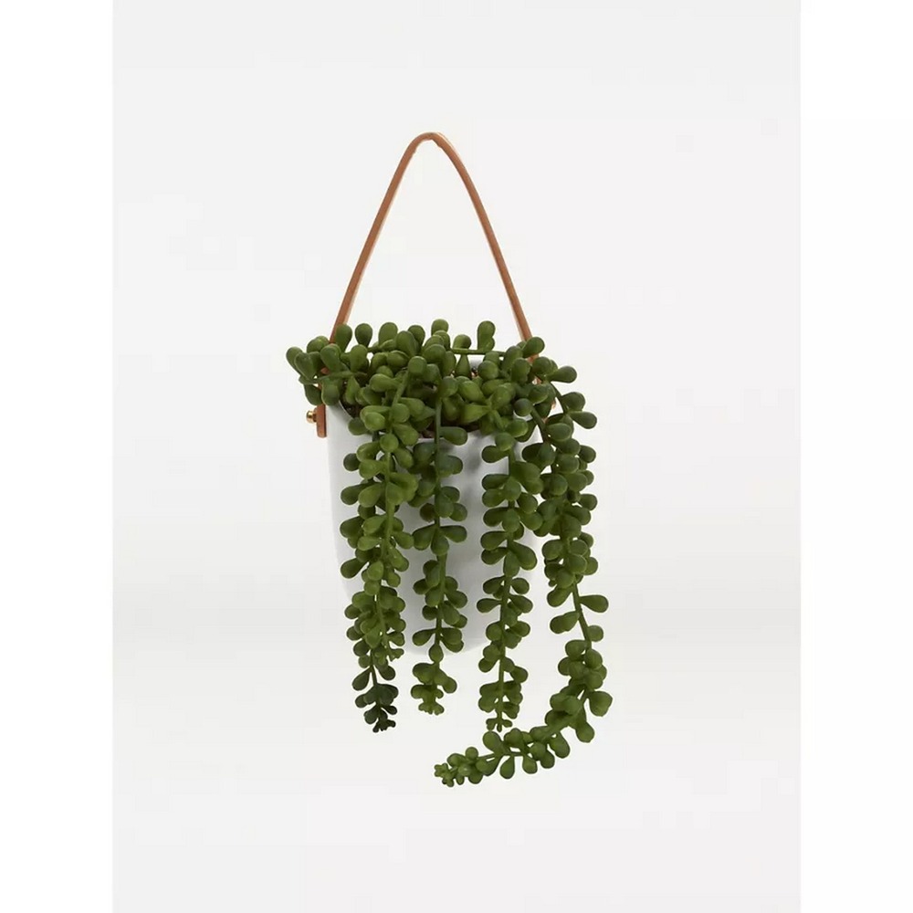 Botanical succulent
