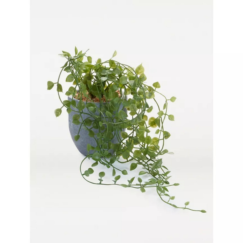 Botanical succulent