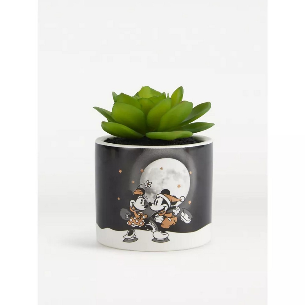 Botanical succulent