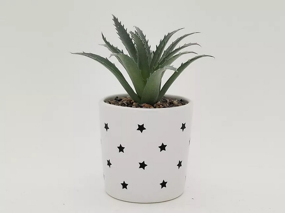 Botanical succulent
