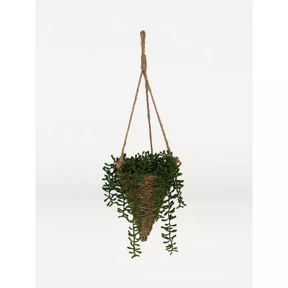 Botanical succulent