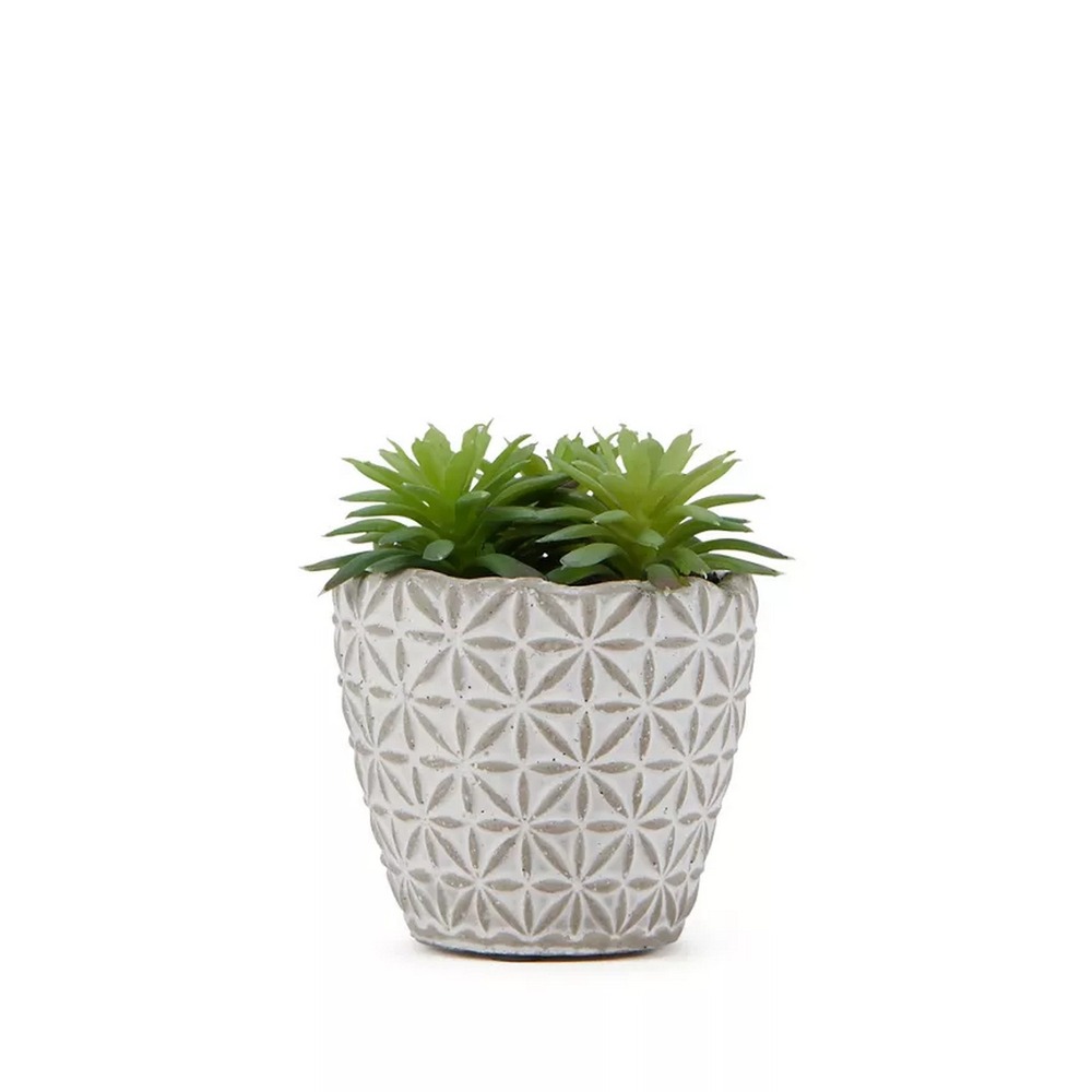 Botanical succulent