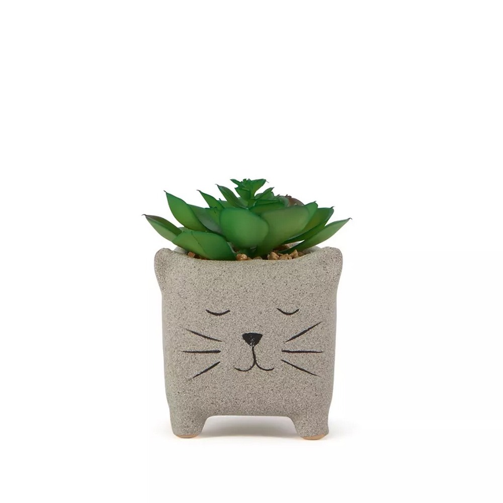 Botanical succulent