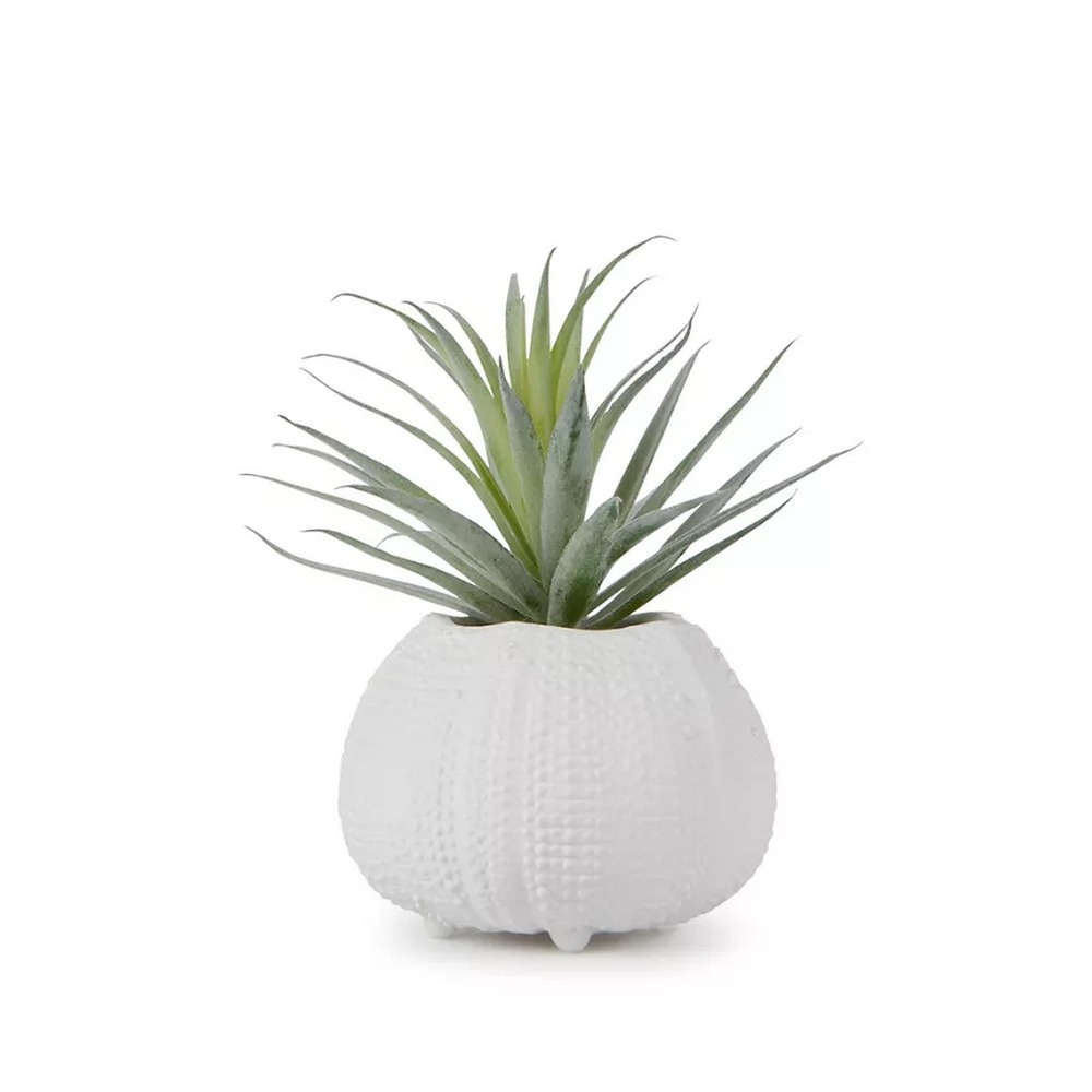 Botanical succulent