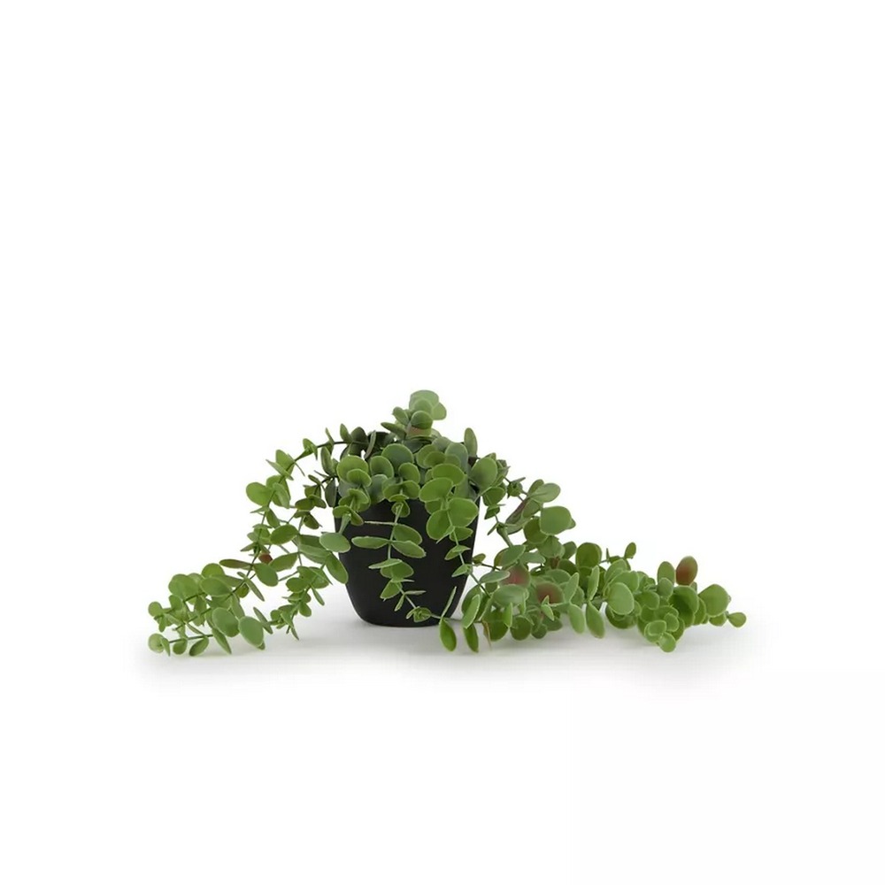Botanical succulent