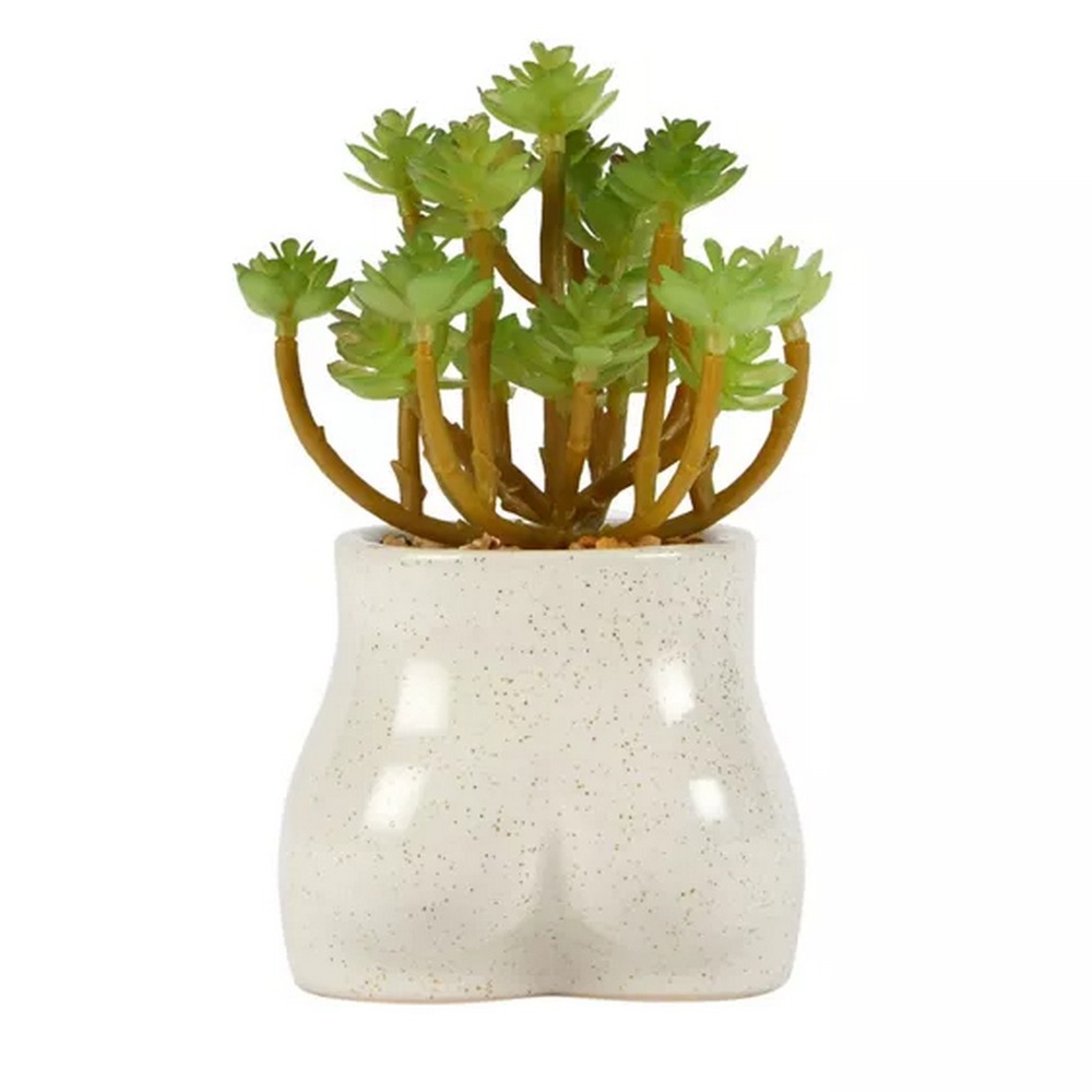 Botanical succulent