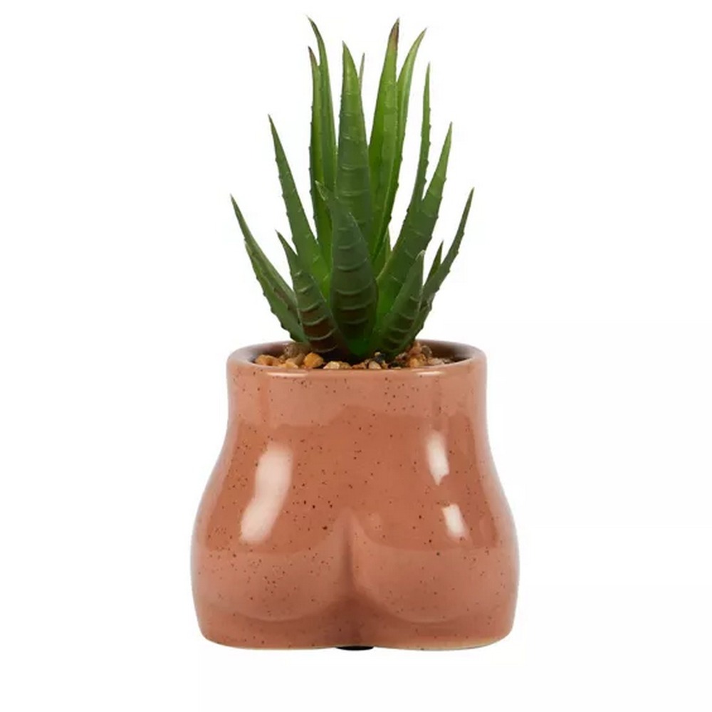 Botanical succulent