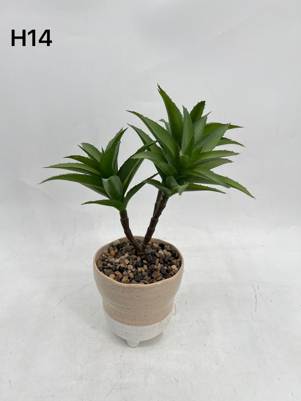 Botanical succulent
