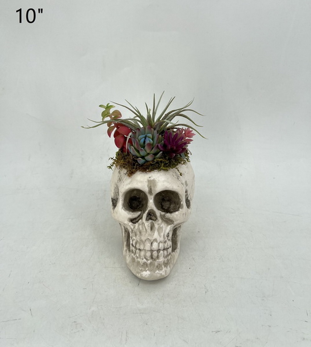 Botanical succulent