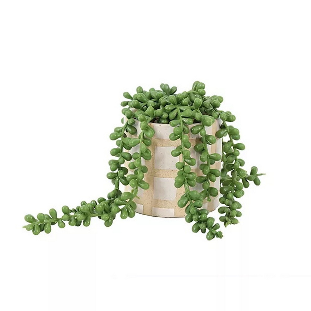 Botanical succulent