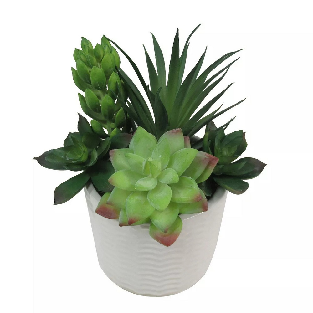 Botanical succulent