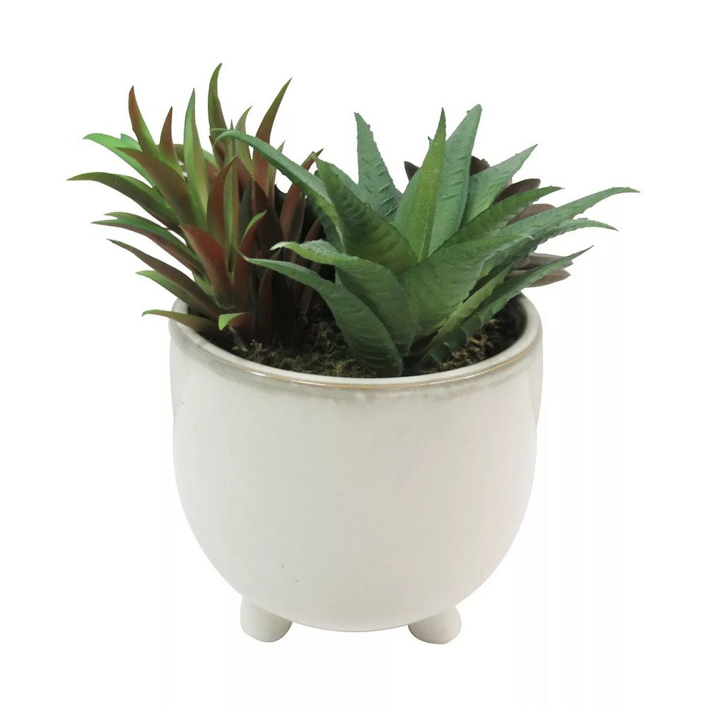 Botanical succulent