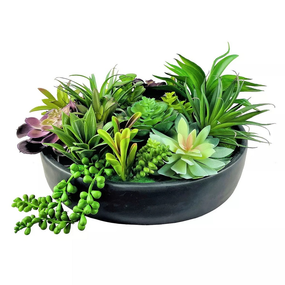 Botanical succulent