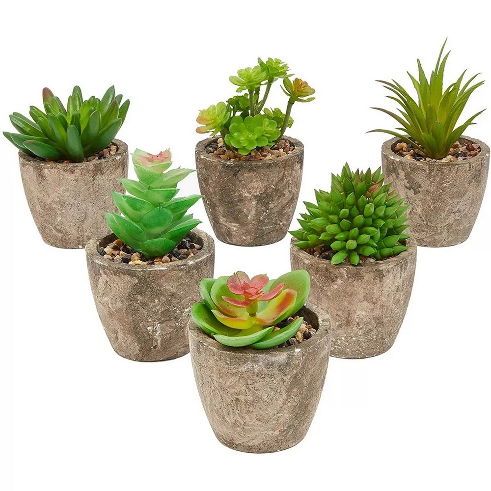 Botanical succulent