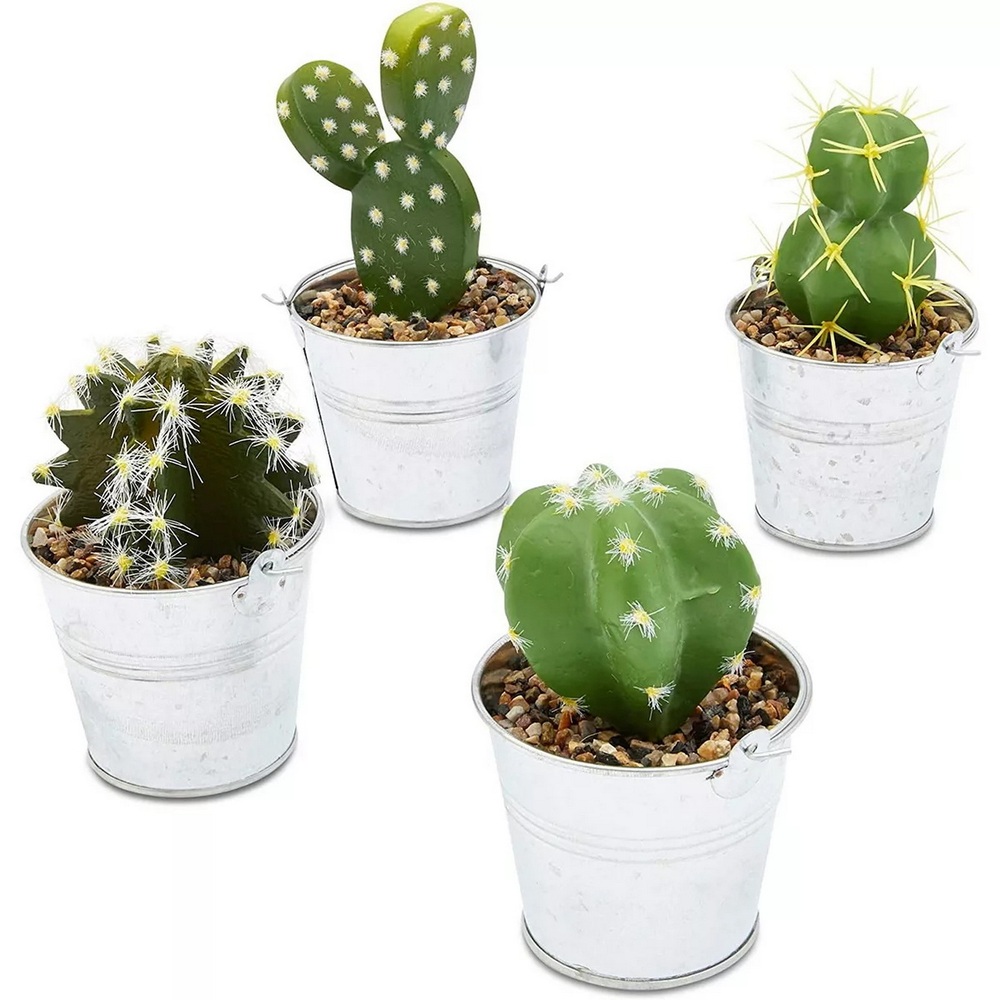 Botanical succulent
