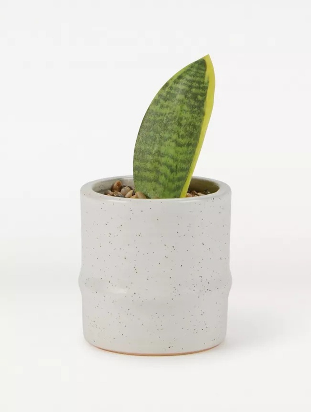 Botanical table decor